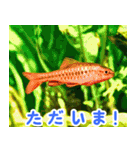 世界の魚図鑑 2:日本語（個別スタンプ：31）