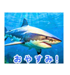 世界の魚図鑑 1:日本語（個別スタンプ：9）