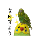 かわいぃペット（個別スタンプ：7）