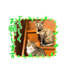 うちのねこねこねこたち。（個別スタンプ：2）
