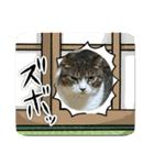 うちのねこねこねこたち。（個別スタンプ：3）