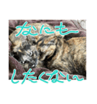うちのねこねこねこたち。（個別スタンプ：4）