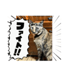 うちのねこねこねこたち。（個別スタンプ：5）