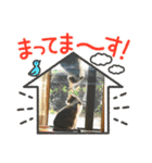 うちのねこねこねこたち。（個別スタンプ：6）