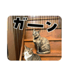 うちのねこねこねこたち。（個別スタンプ：7）