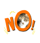うちのねこねこねこたち。（個別スタンプ：9）