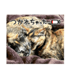 うちのねこねこねこたち。（個別スタンプ：10）