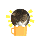 うちのねこねこねこたち。（個別スタンプ：11）