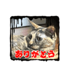 うちのねこねこねこたち。（個別スタンプ：12）