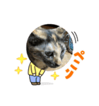 うちのねこねこねこたち。（個別スタンプ：14）