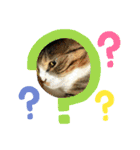 うちのねこねこねこたち。（個別スタンプ：15）