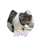 うちのねこねこねこたち。（個別スタンプ：16）