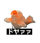 鯉スタ（個別スタンプ：1）