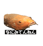 鯉スタ（個別スタンプ：2）