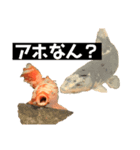 鯉スタ（個別スタンプ：4）