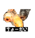 鯉スタ（個別スタンプ：5）