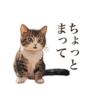 ただ猫と一緒に居たいだけ（個別スタンプ：19）