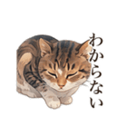 ただ猫と一緒に居たいだけ（個別スタンプ：25）