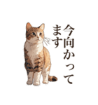 ただ猫と一緒に居たいだけ（個別スタンプ：26）