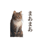 ただ猫と一緒に居たいだけ（個別スタンプ：31）