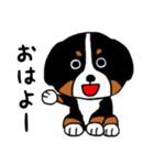 バーニーズの（個別スタンプ：1）
