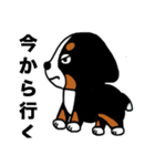 バーニーズの（個別スタンプ：4）