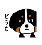 バーニーズの（個別スタンプ：10）