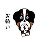 バーニーズの（個別スタンプ：11）