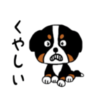 バーニーズの（個別スタンプ：16）