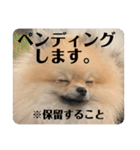 ポメラニアンちもちゃんのビジネス用語（個別スタンプ：1）