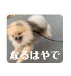 ポメラニアンちもちゃんのビジネス用語（個別スタンプ：2）