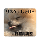 ポメラニアンちもちゃんのビジネス用語（個別スタンプ：3）