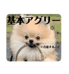 ポメラニアンちもちゃんのビジネス用語（個別スタンプ：4）