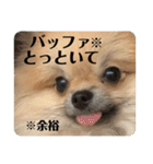 ポメラニアンちもちゃんのビジネス用語（個別スタンプ：6）