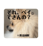 ポメラニアンちもちゃんのビジネス用語（個別スタンプ：7）