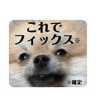 ポメラニアンちもちゃんのビジネス用語（個別スタンプ：8）