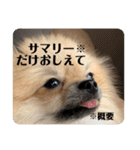 ポメラニアンちもちゃんのビジネス用語（個別スタンプ：9）