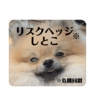 ポメラニアンちもちゃんのビジネス用語（個別スタンプ：10）
