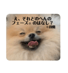 ポメラニアンちもちゃんのビジネス用語（個別スタンプ：11）