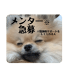 ポメラニアンちもちゃんのビジネス用語（個別スタンプ：12）