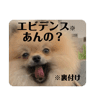 ポメラニアンちもちゃんのビジネス用語（個別スタンプ：13）