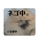 ポメラニアンちもちゃんのビジネス用語（個別スタンプ：14）