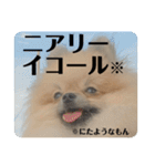 ポメラニアンちもちゃんのビジネス用語（個別スタンプ：15）