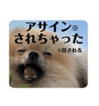 ポメラニアンちもちゃんのビジネス用語（個別スタンプ：16）