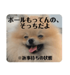 ポメラニアンちもちゃんのビジネス用語（個別スタンプ：17）