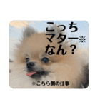 ポメラニアンちもちゃんのビジネス用語（個別スタンプ：18）