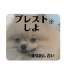 ポメラニアンちもちゃんのビジネス用語（個別スタンプ：19）