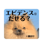 ポメラニアンちもちゃんのビジネス用語（個別スタンプ：20）