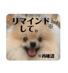 ポメラニアンちもちゃんのビジネス用語（個別スタンプ：21）