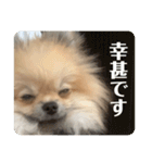 ポメラニアンちもちゃんのビジネス用語（個別スタンプ：22）